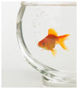 picutre of a fish