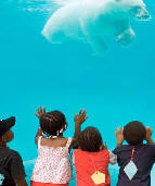 watching a polar bear swim