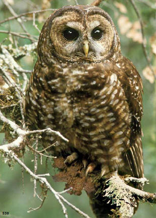 Owl