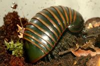 pill bug
