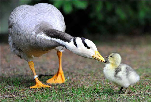 Duck and duckling