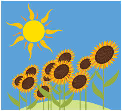 Sunflowers