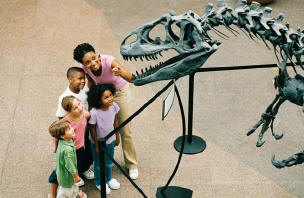 Looking at fossils